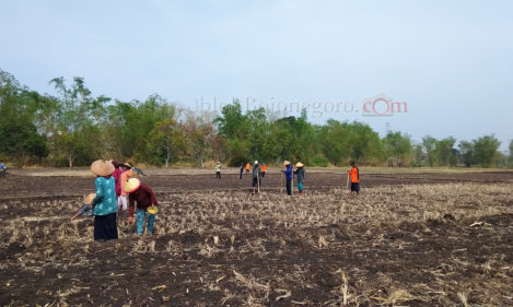 Jelang Masa Tanam, Disperta Klaim Ketersediaan Pupuk Cukup